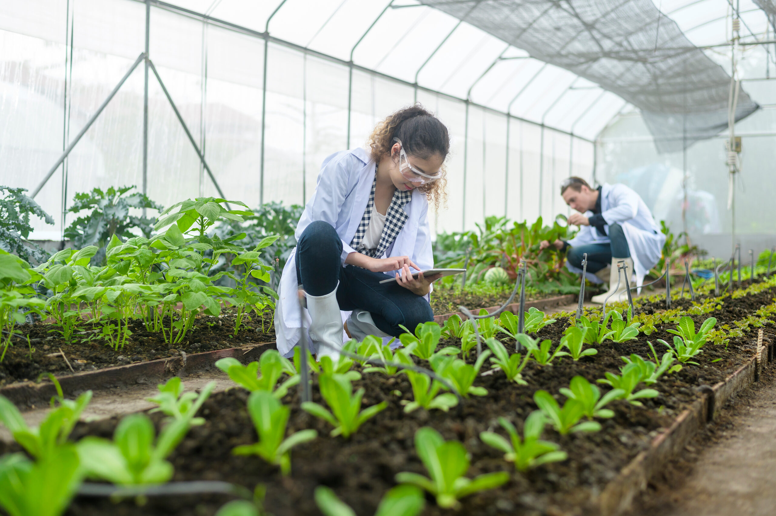 Scientis are analyzing organic vegetables plants in greenhouse , concept of agricultural technology