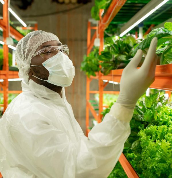 Young African male agroengineer in protective workwear looking at green spinach seedlings and touching leaf while standing in aisle by shelf