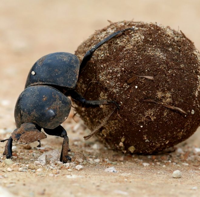 Flighless Dung Beetle Rolling Ball of Dung for Breeding